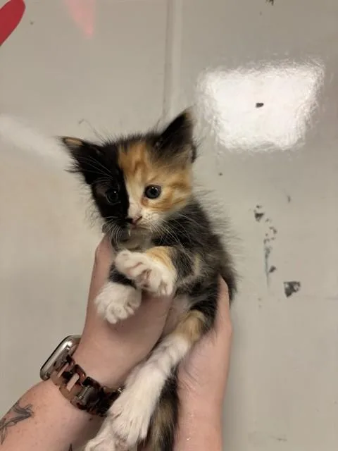 A baby small-sized female Domestic Short Hair cat named Storm for adoption in Ontario, CA