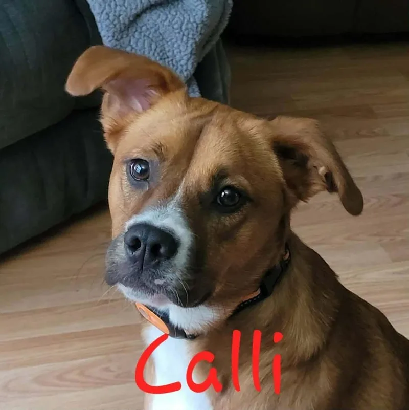 A young medium-sized female Boxer dog named Calli for adoption in Republic, MO