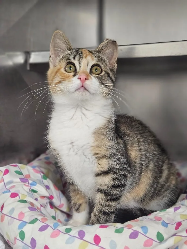 A baby medium-sized female Domestic Short Hair cat named Enya for adoption in Pomona, NY