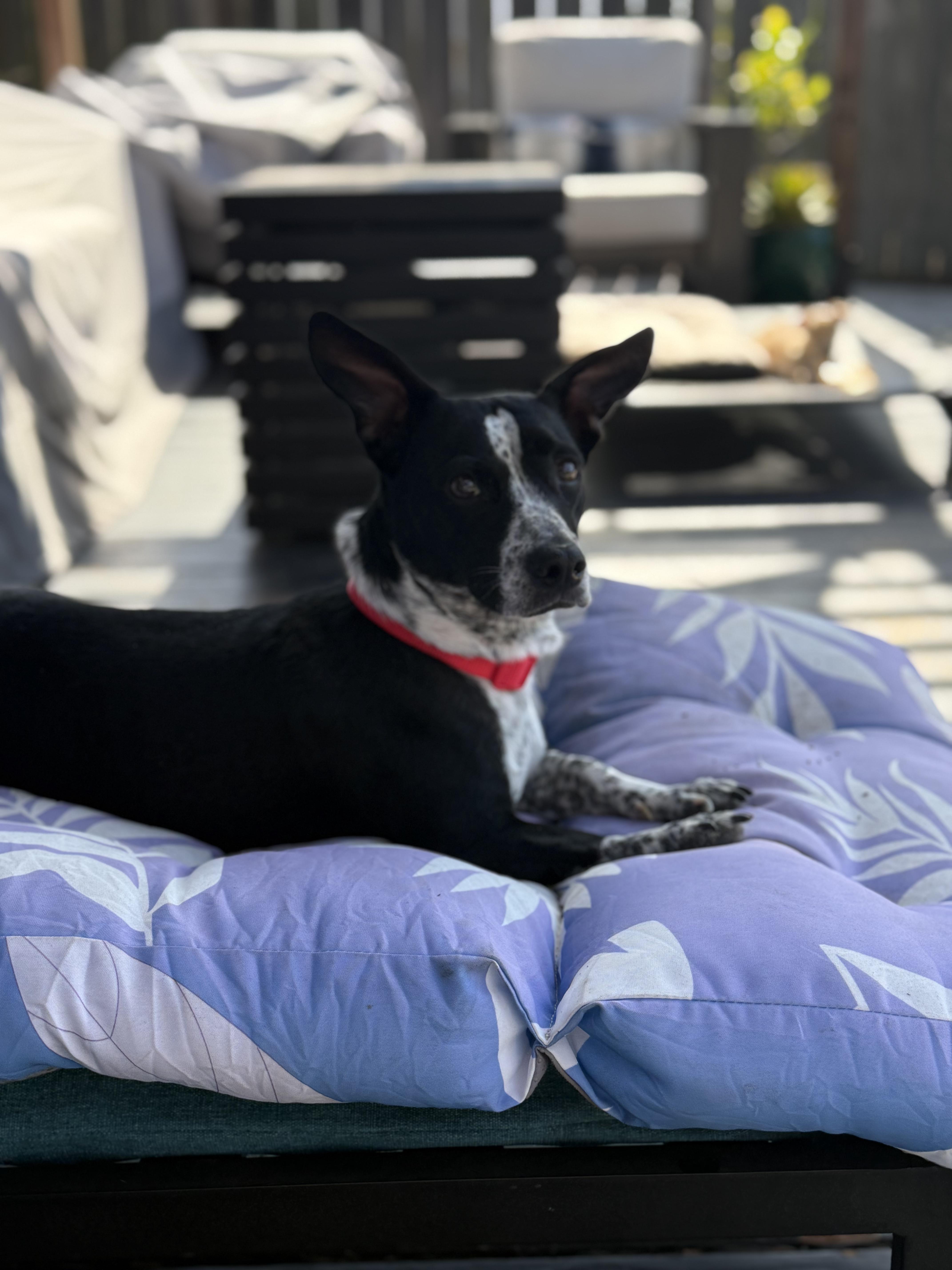 A young small-sized female Black Cattle Dog dog named Maggie Moo for adoption in Lafayette, CA