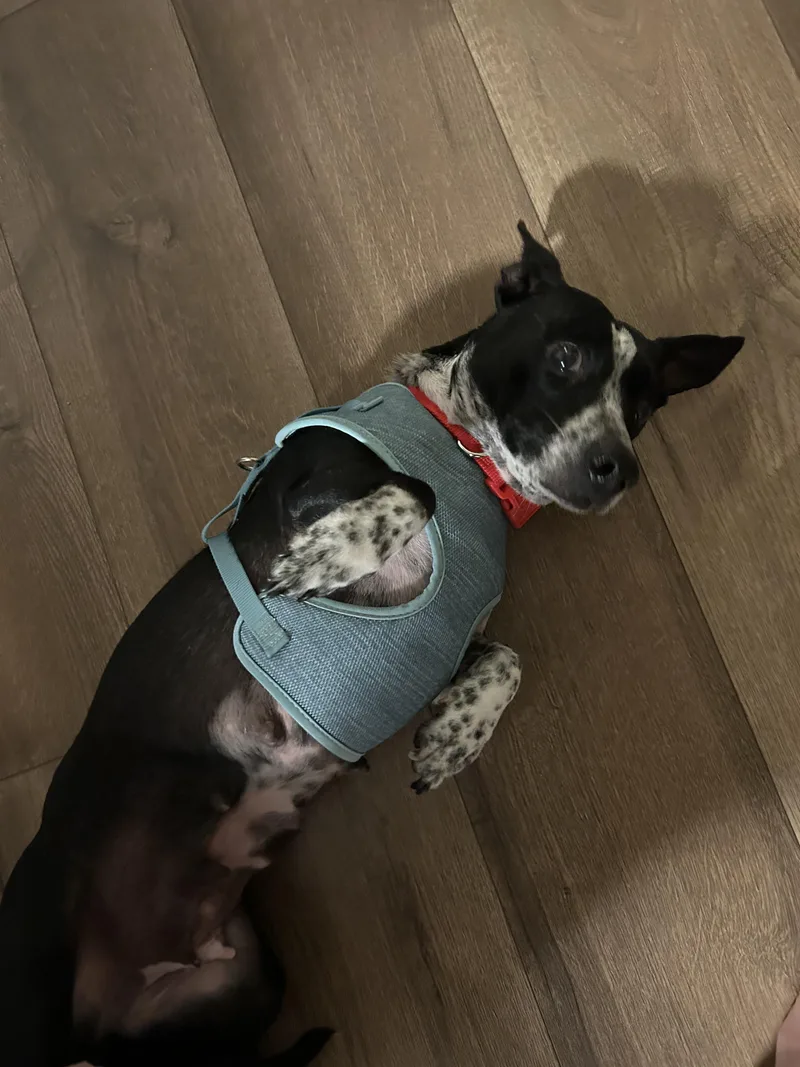 Maggie Moo thumbnail 5