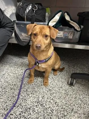 An adult small-sized male Dachshund dog named Eric for adoption in West Chester, PA