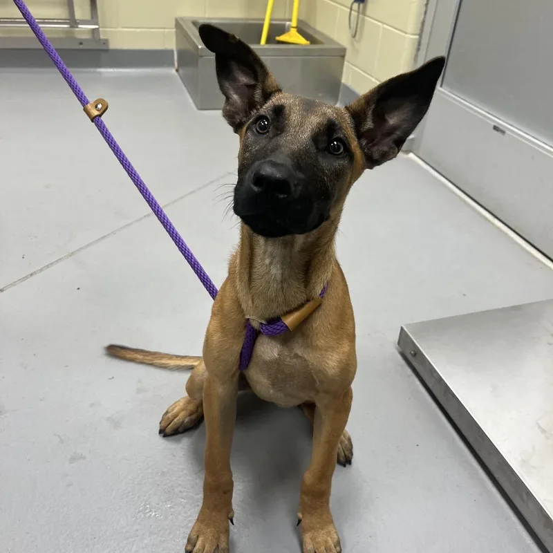 A young medium-sized female Yellow / Tan / Blond / Fawn Mixed Breed dog named Mazikeen for adoption in Columbus, GA