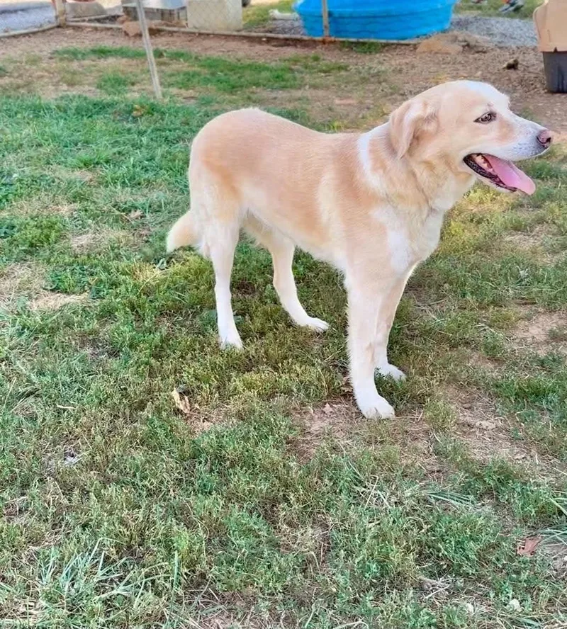 Elphie