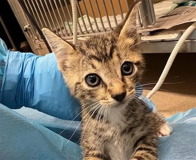 A baby small-sized male Domestic Short Hair cat named Cremini for adoption in Baytown, TX