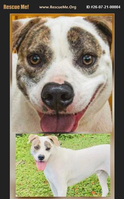A young medium-sized male White / Cream American Staffordshire Terrier dog named TBoz for adoption in Boca Raton, FL