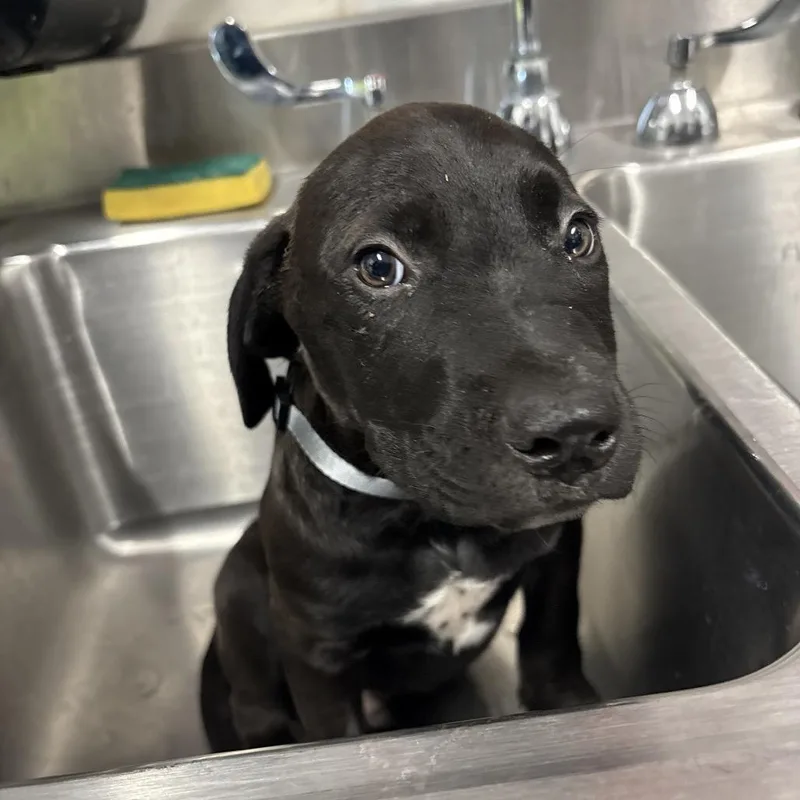 A baby small-sized male Black Labrador Retriever dog named Pepperoni for adoption in League City, TX