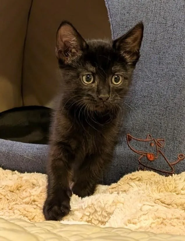 A baby small-sized male Domestic Short Hair cat named Bucatini for adoption in Burbank, CA