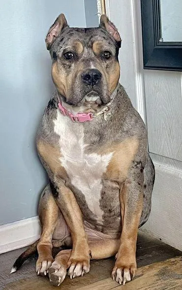 A young large-sized female Mixed Breed dog named Charlie for adoption in Milton, DE