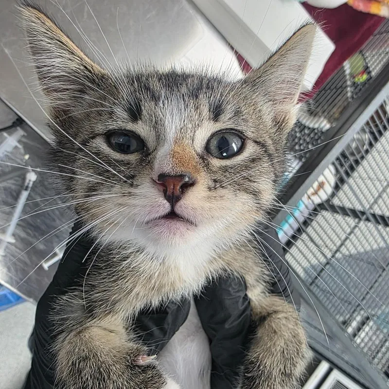 A baby small-sized male Black Domestic Short Hair cat named Collum for adoption in Duncan, OK
