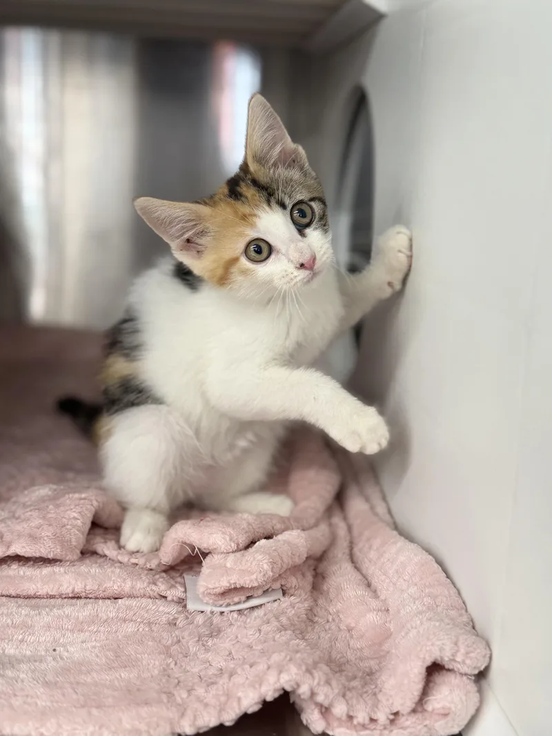 A young medium-sized female Calico Domestic Short Hair cat named Harley for adoption in Magnolia, TX