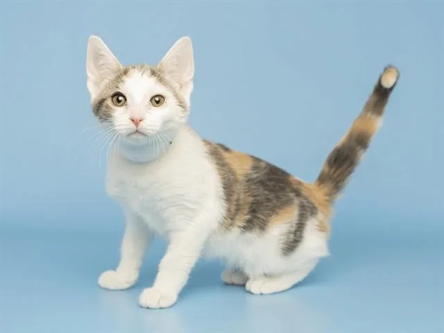 A baby small-sized female Domestic Short Hair cat named Bimbim for adoption in Phoenix, AZ
