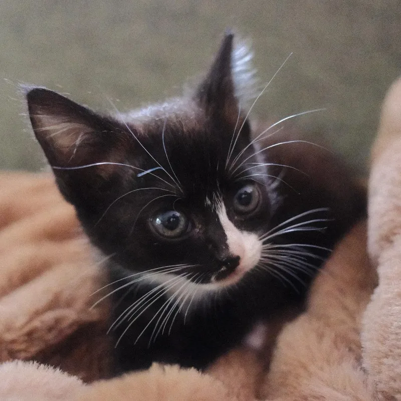 A baby small-sized female Black Domestic Short Hair cat named Lulo for adoption in Durham, NC