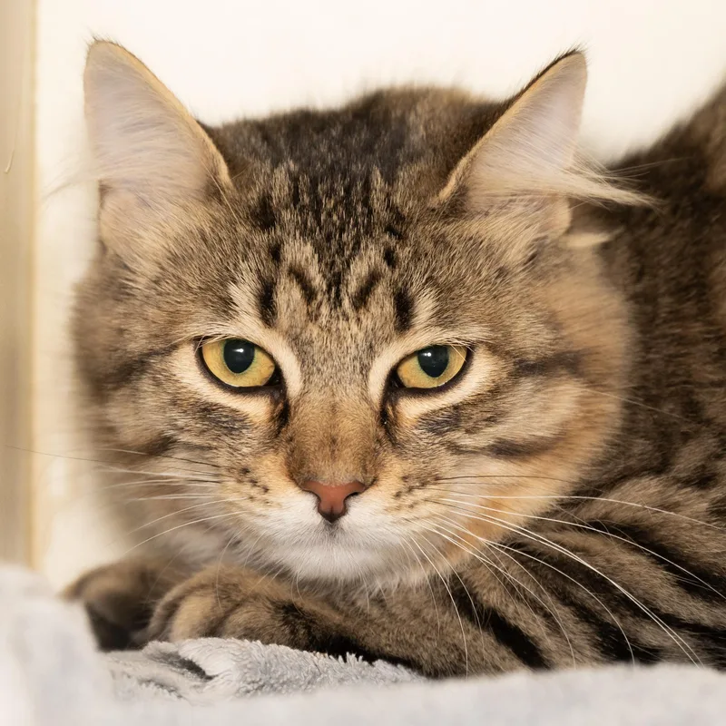 A young medium-sized female Tabby (Brown / Chocolate) Domestic Medium Hair cat named Phara for adoption in Victor, NY