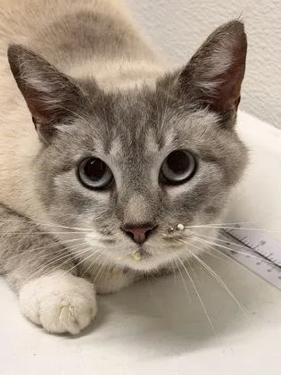 An adult small-sized male Domestic Short Hair cat named Houdini for adoption in West Chester, PA