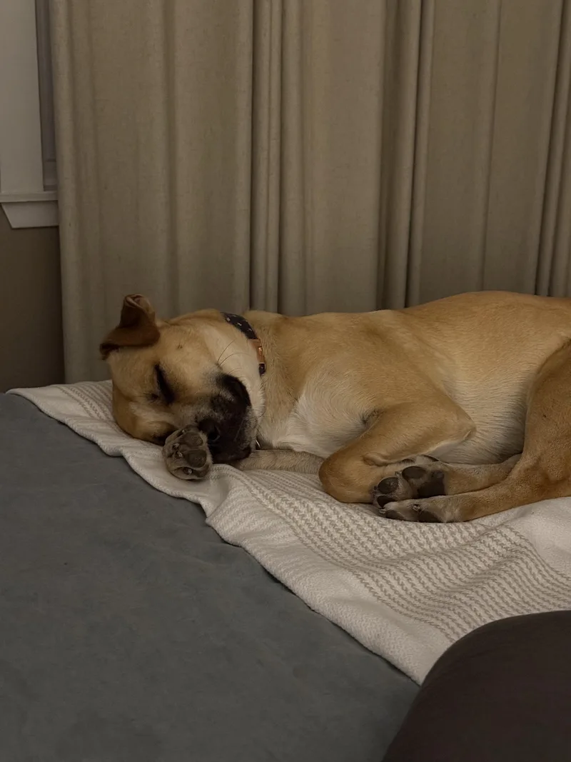 A young medium-sized male Yellow / Tan / Blond / Fawn Boxer dog named Happy for adoption in Sonora, CA