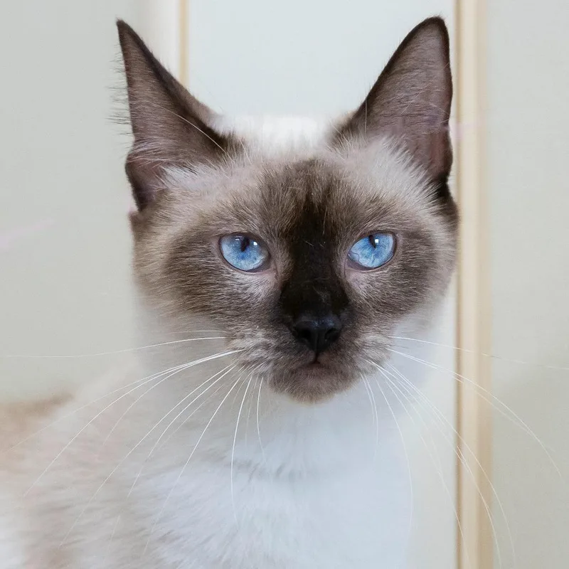 A young medium-sized female Seal Point Domestic Short Hair cat named Yeti for adoption in Cartersville, GA