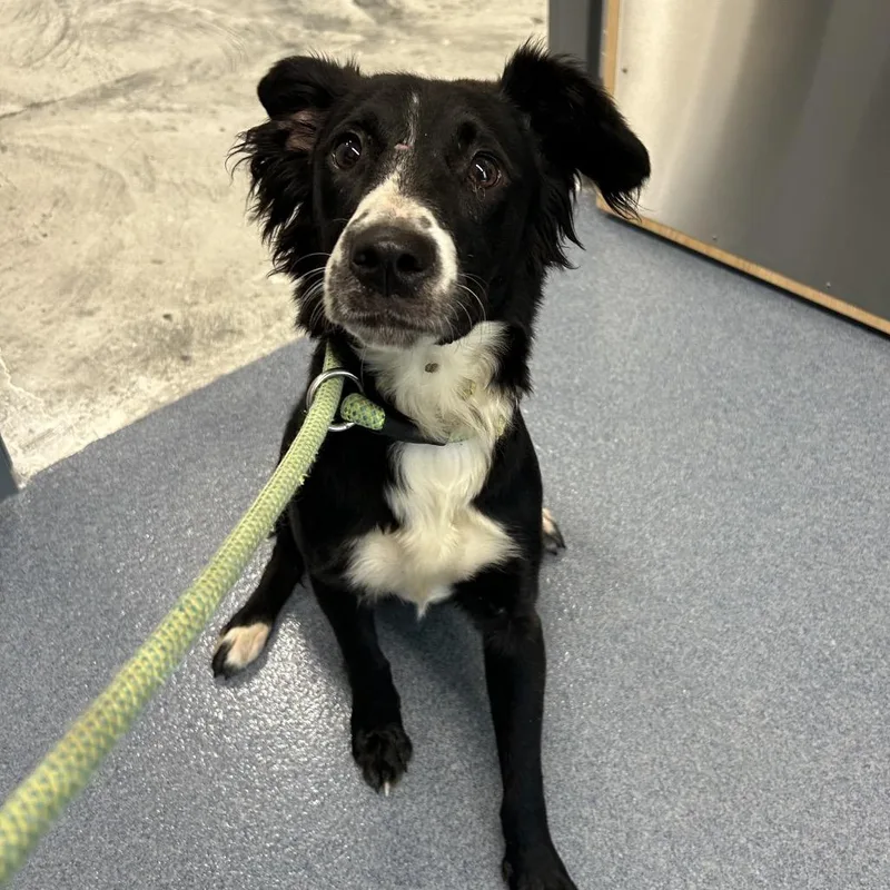 A young small-sized female Mixed Breed dog named Drama for adoption in St Joseph, MO