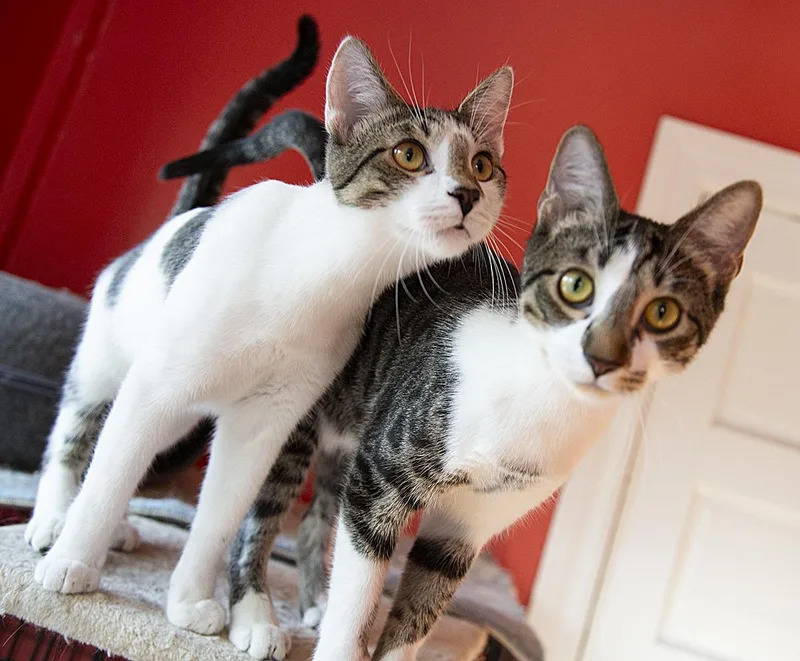 Jimmy Dugan thumbnail 2