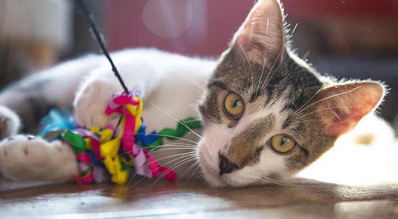 Jimmy Dugan thumbnail 5