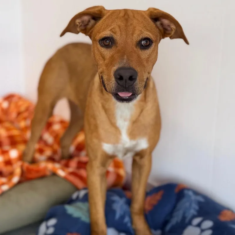 A young medium-sized female Red / Chestnut / Orange Black Mouth Cur dog named Winnie for adoption in Green Bay, WI