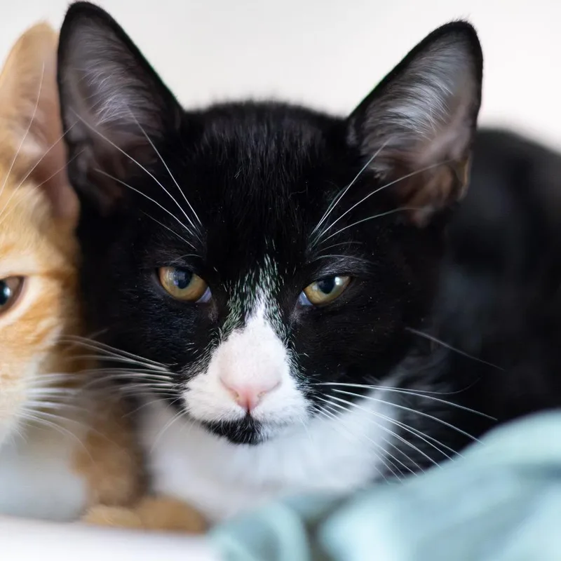 Friskies