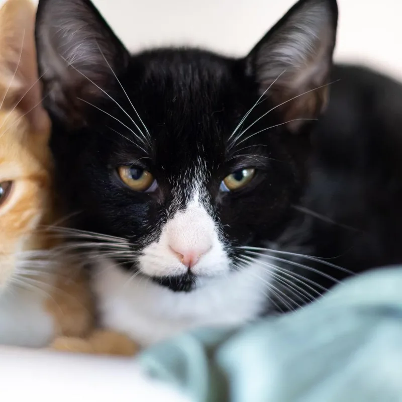 Friskies thumbnail 2