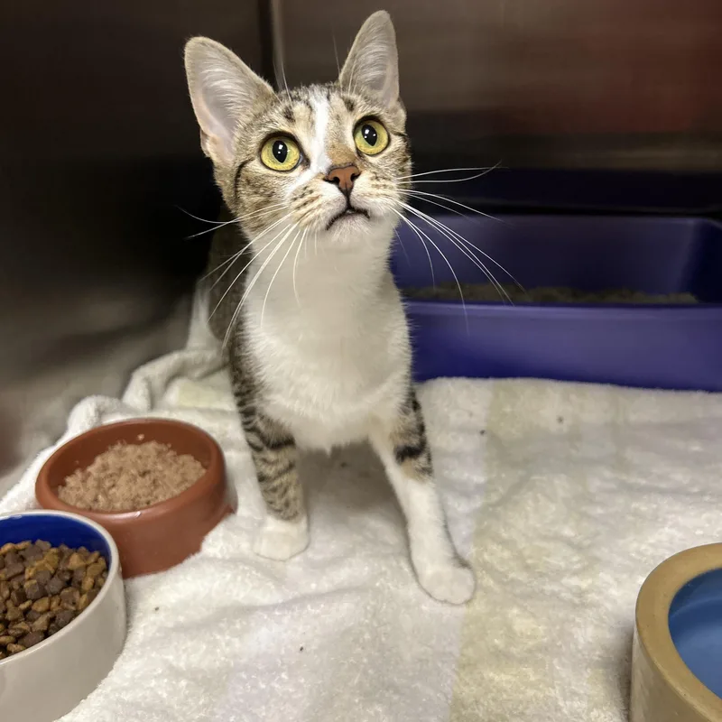 An adult medium-sized female Tabby (Brown / Chocolate) Domestic Short Hair cat named Lexi for adoption in La Grange Park, IL
