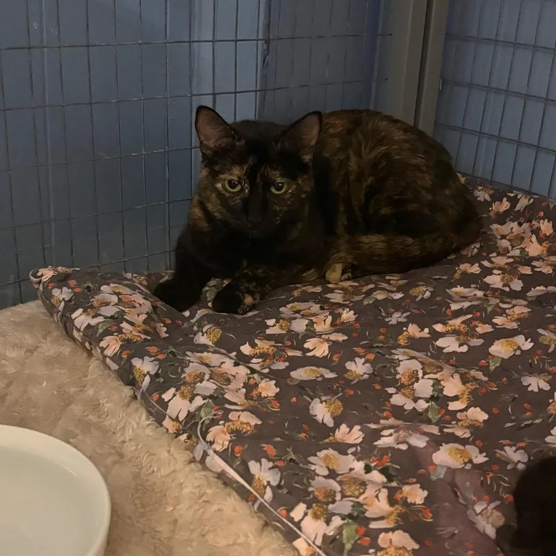 An adult medium-sized female Tortoiseshell American Shorthair cat named Minxie for adoption in Tipton, IA