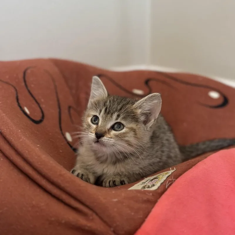 A baby small-sized female Brown / Chocolate Domestic Short Hair cat named Maple for adoption in Tustin, CA