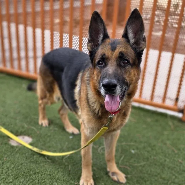 An adult large-sized male German Shepherd Dog dog named Ceaser for adoption in Las Vegas, NV