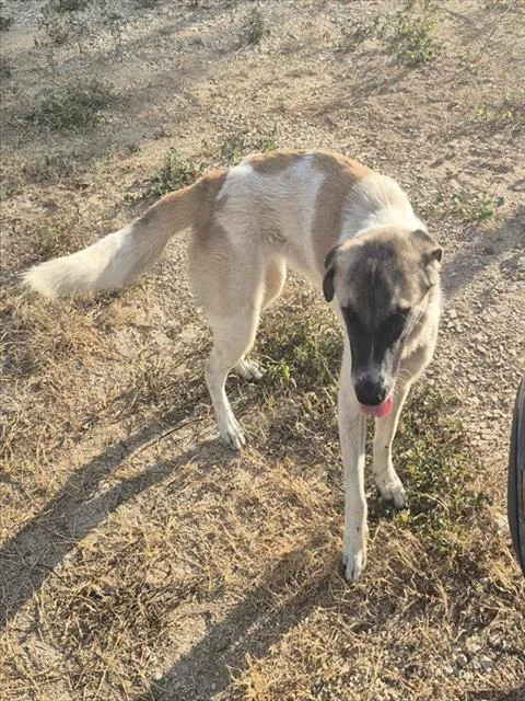 An adult medium-sized female Great Pyrenees dog named Gretta for adoption in San Antonio, TX