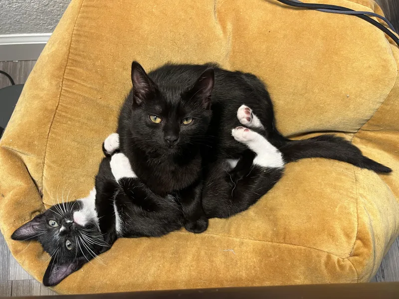 Marigold thumbnail 2