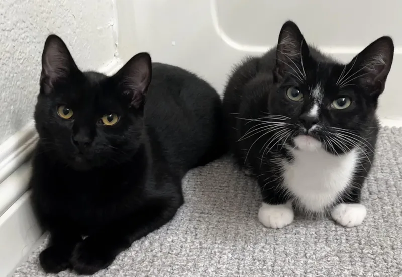 Marigold thumbnail 3