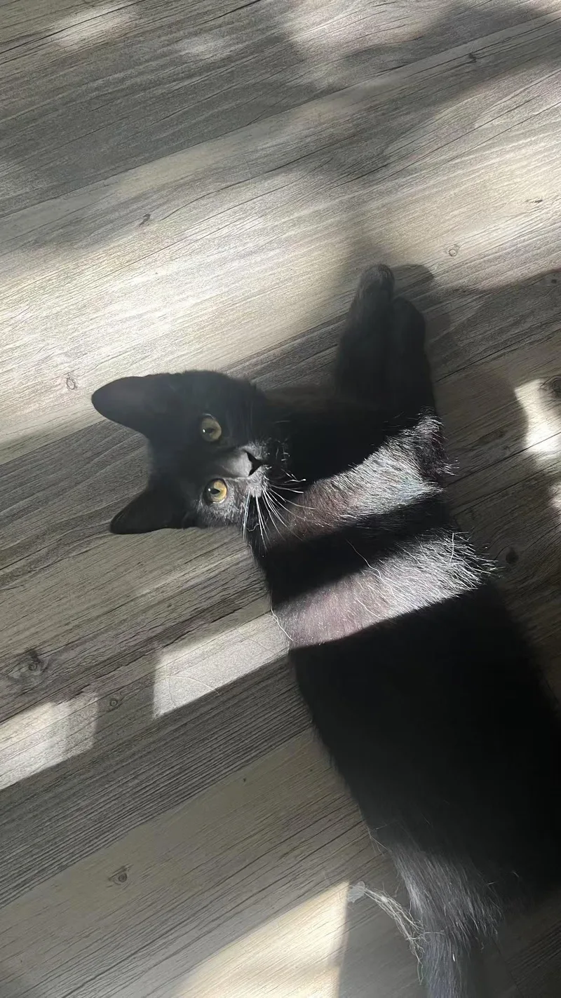 Marigold thumbnail 4