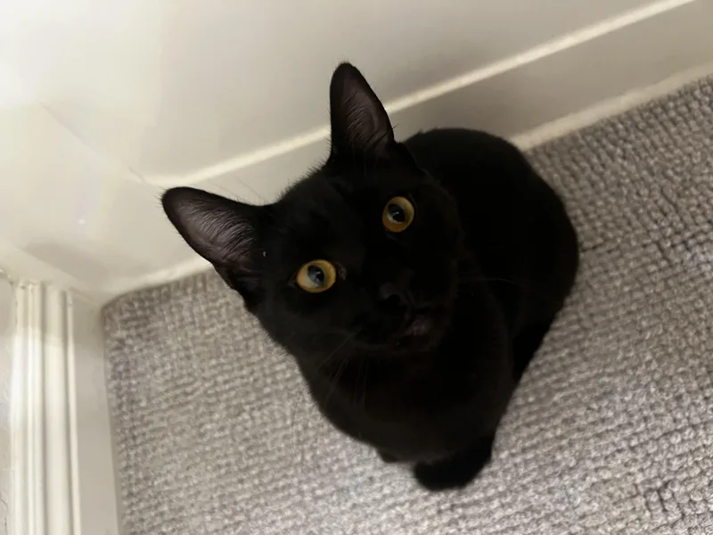 Marigold thumbnail 5