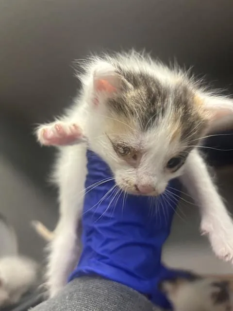 A baby large-sized female Domestic Short Hair cat named Sanji for adoption in Dallas, TX