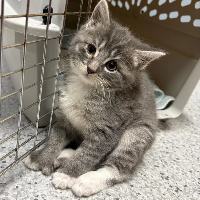 A baby small-sized female Gray / Blue / Silver Domestic Short Hair cat named Mckinley for adoption in North Branford, CT