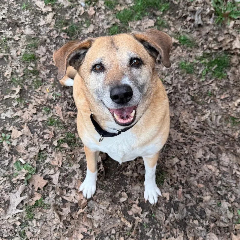 A senior large-sized female Golden German Shepherd Dog dog named Luna for adoption in Kittanning, PA