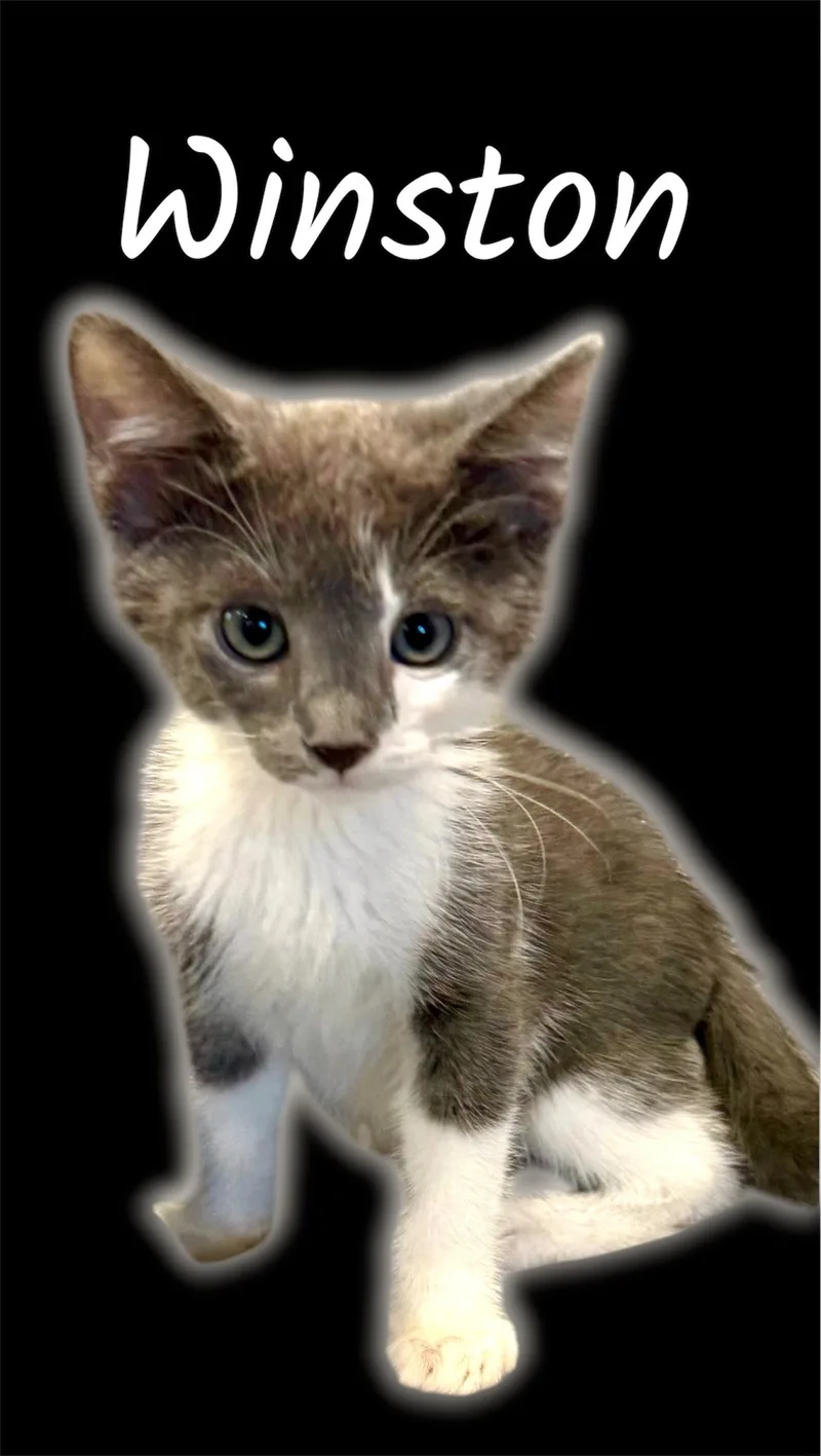 A baby small-sized male Gray & White Domestic Short Hair cat named Winston for adoption in Auburn, CA
