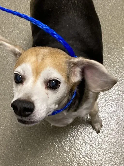 A senior small-sized male Beagle dog named Beans for adoption in Las Vegas, NV
