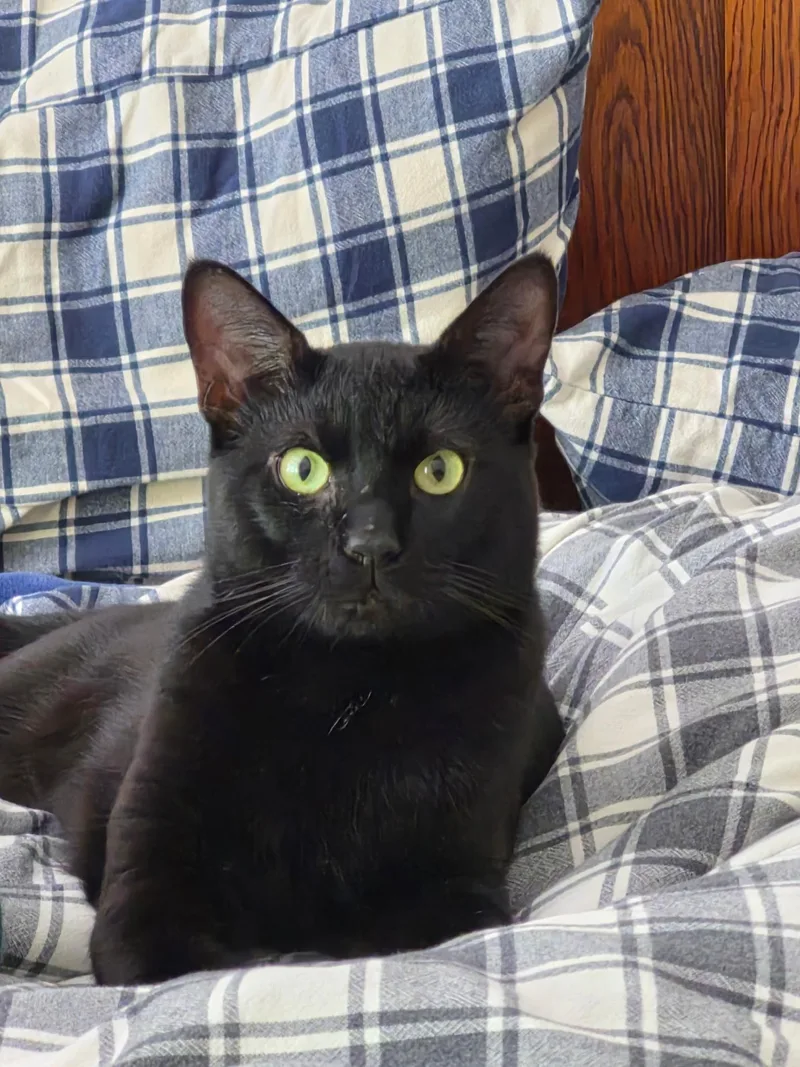 A young medium-sized male Black Domestic Short Hair cat named Ferb for adoption in North East, MD