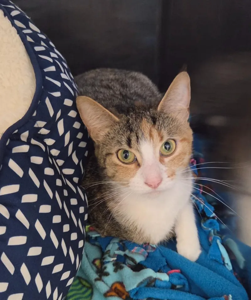 A young large-sized female Calico cat named Pancake for adoption in Liverpool, NY