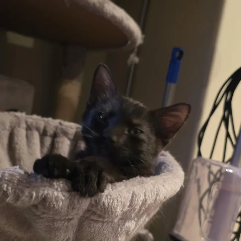 A baby small-sized male Black Domestic Short Hair cat named Pawly for adoption in Grantsville, UT