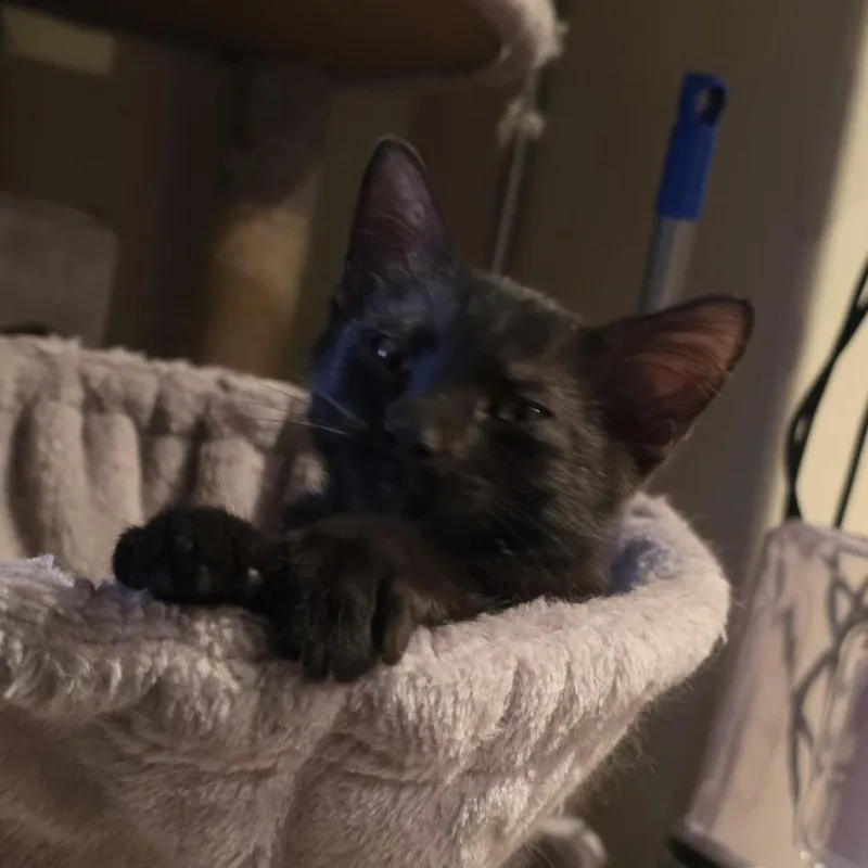 Pawly thumbnail 2
