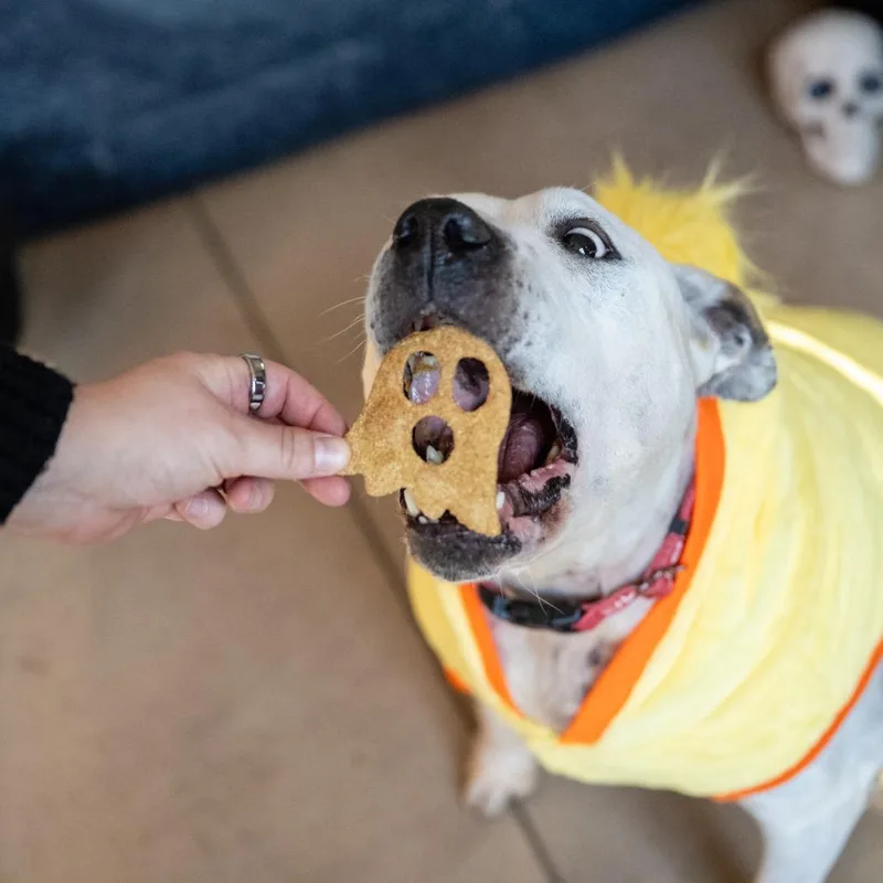 A senior large-sized female White / Cream Pit Bull Terrier dog named Delia D for adoption in Princeton, MN