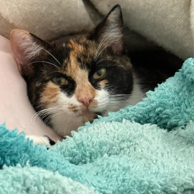 Kona And Nora thumbnail 3