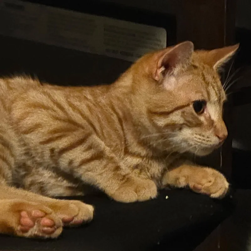 Kona And Nora thumbnail 4