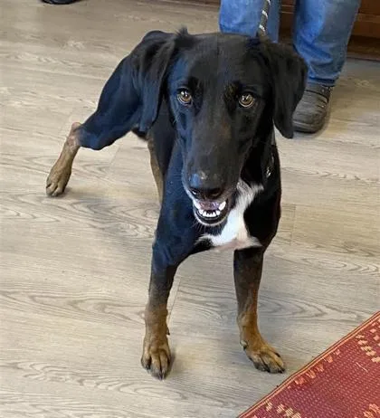 An adult large-sized male Mixed Breed dog named Kabul for adoption in Largo, FL