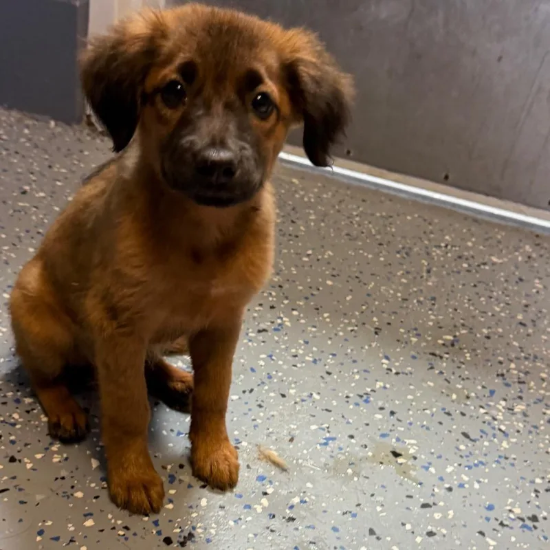 A baby small-sized female Brown / Chocolate Shepherd dog named Tinkerbell for adoption in Pasadena , MD